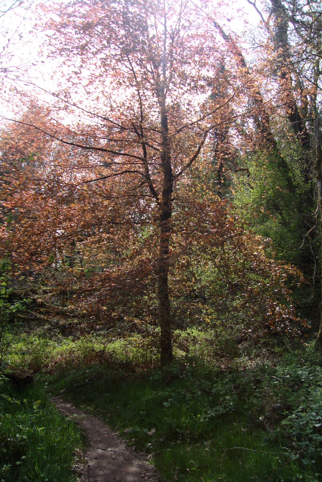 Dartmoor Auburn Tree